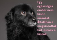 /album/sos-kutyak-fogadj-orokbe-2015/a140625-sci-blackdog-jpg-crop-promo-mediumlarge-1-jpg/